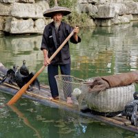 Guilin visser